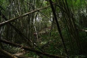 BIB: 
                            <button type="button" onclick="openModal(22241984)" class="btn btn-primary btn-sm float-right btn-popup" data-toggle="modal" data-target=".modal-high-quality">
                        <i class="fas fa-shopping-cart"></i> Add to Cart
                    </button>
                                            <button type="button" onclick="isThisMe(22241984, true)" class="btn btn-success btn-sm float-right btn-popup btn-isme hidden" data-toggle="tooltip" data-placement="bottom" title="นี่คือรูปของคุณใช่ไหม คลิกที่นี่เพื่อเอาเข้าอัลบั้ม">
                        <i class="fas fa-plus"></i> Add to album
                    </button>
                    <button type="button" onclick="isThisMe(22241984, false)" class="btn btn-warning btn-sm float-right btn-popup btn-isnotme hidden">
                        <i class="fas fa-ban"></i> Remove from album
                    </button>